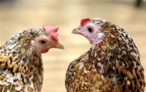 雞要怎麼養|都市養雞行不行？雞的飼養前導指南